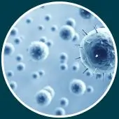 Bacteria