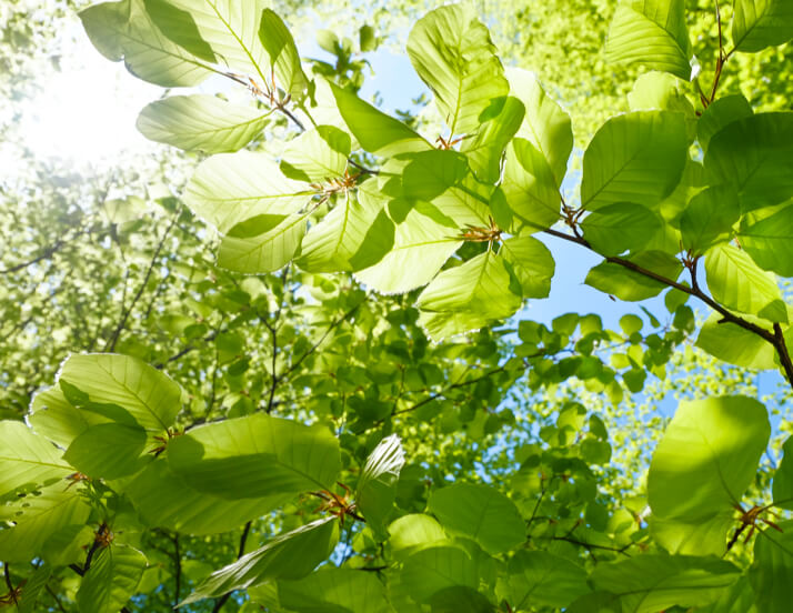 leaves